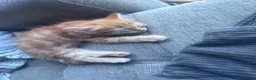 Munchkin cats for sale: Ginger kittens munchkin cross in Robertsbridge - Advert 3
