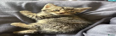 Mixed Breed Kitten 3