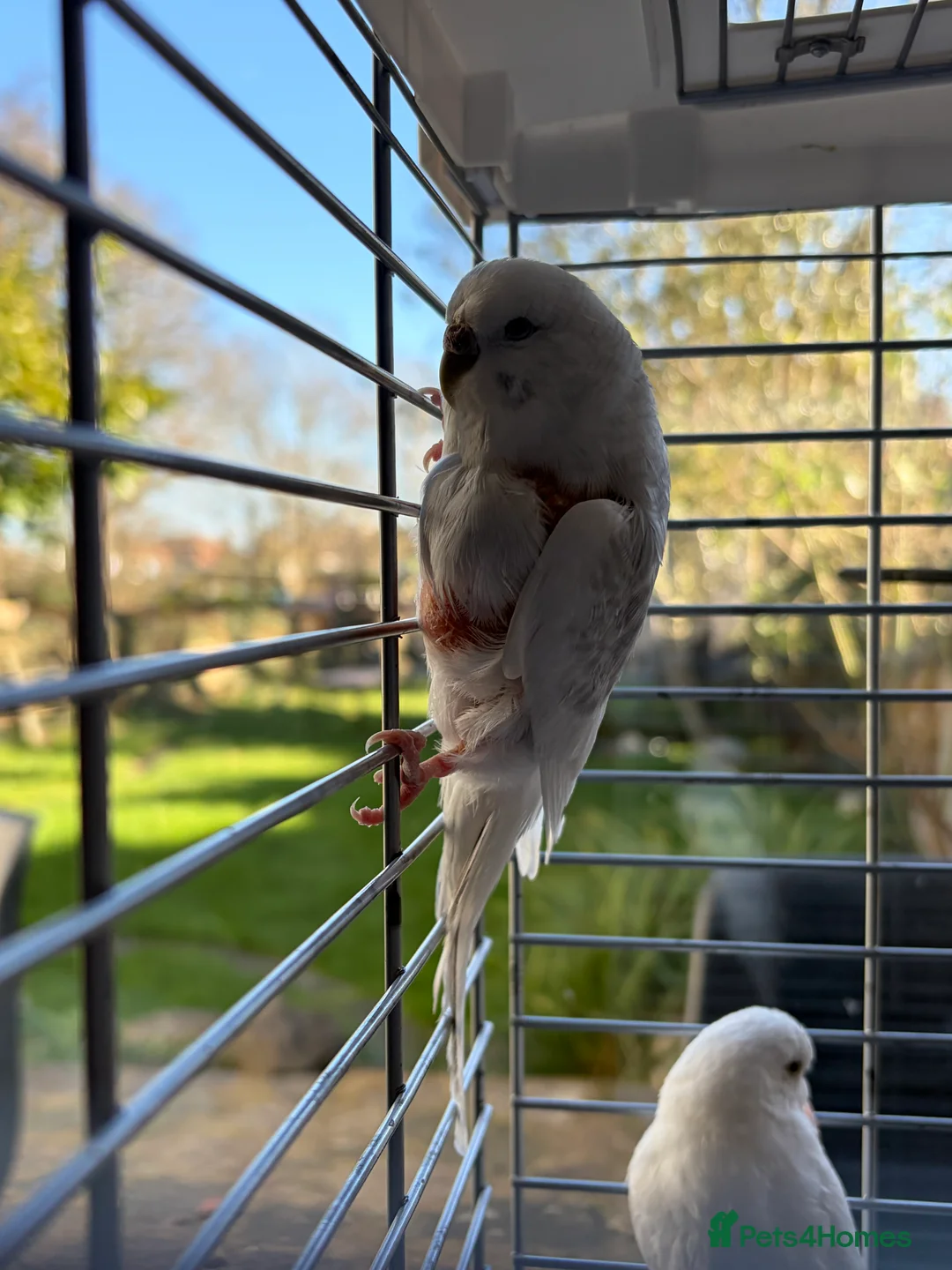 Budgerigars birds for sale: 2 young budgies and their mother for sale - Advert 9