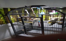 Cockatoo birds for sale: Citreon  crested cockatoo  - Image 3