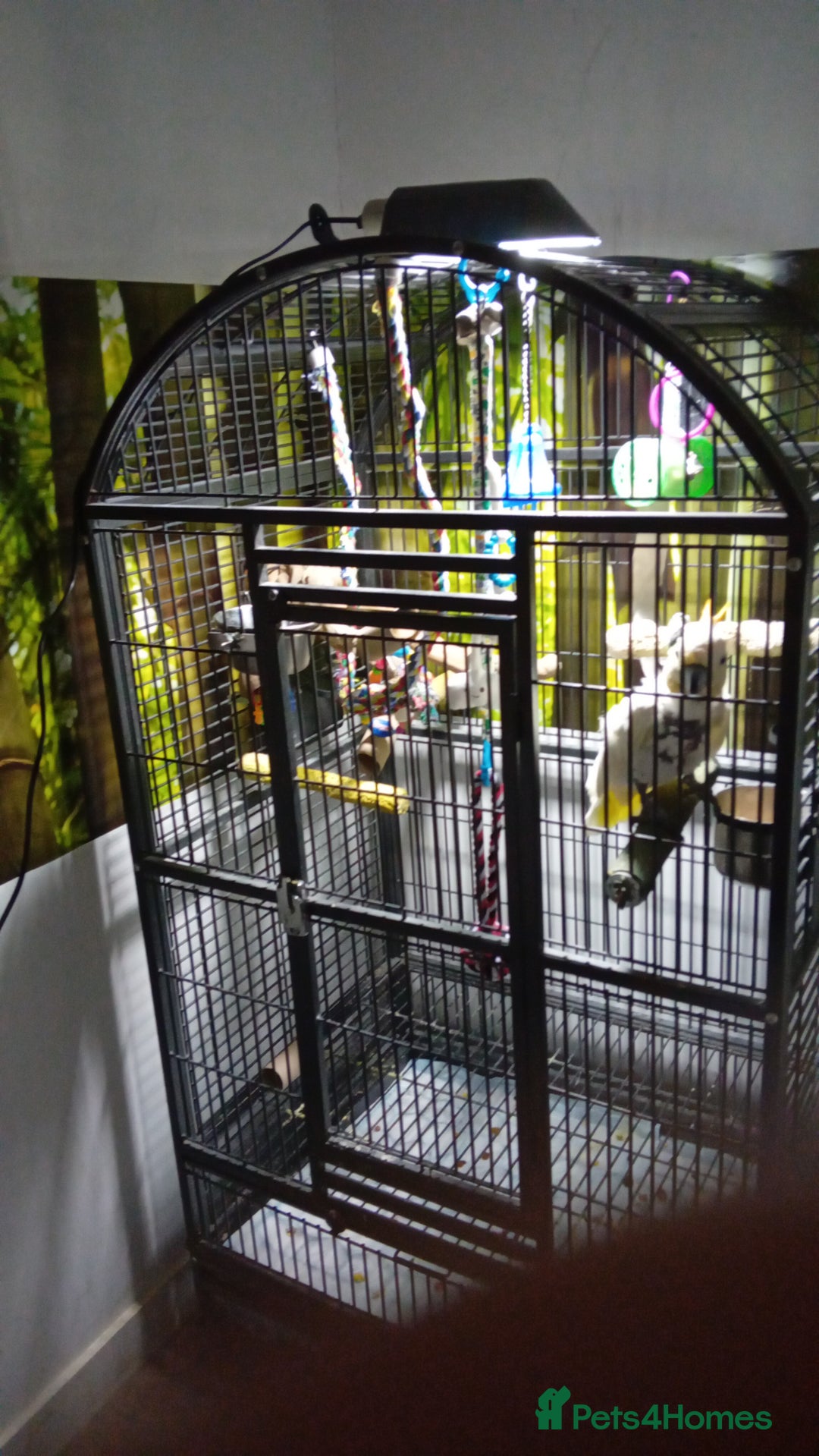 Cockatoo birds for sale: Citreon  crested cockatoo  - Image 3