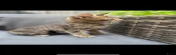 Mixed Breed cats for sale: Kittens  - Advert 7
