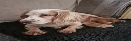 Cocker Spaniel dogs for sale: Working Cockers Spaniel Puppies  - Advert 2