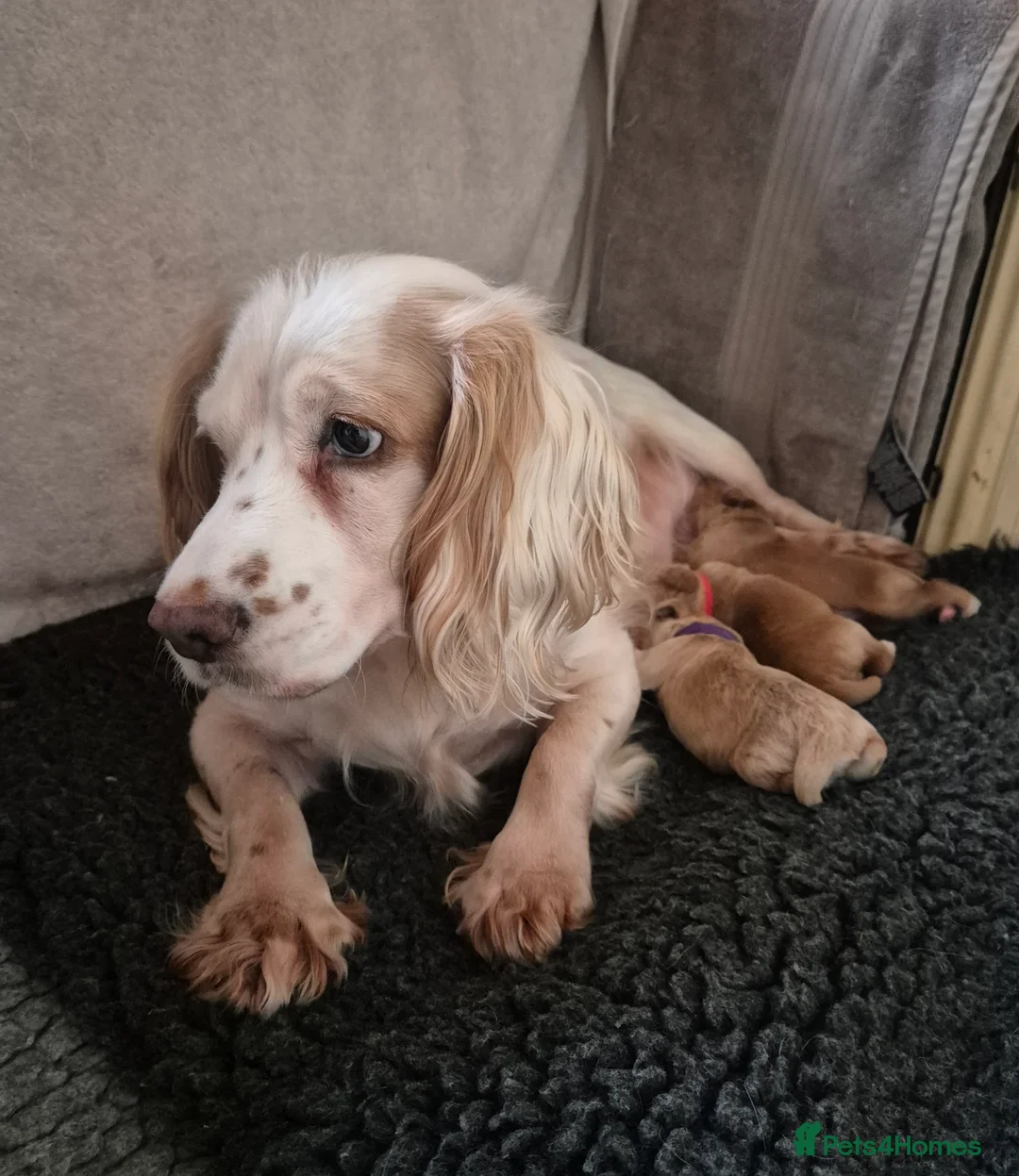 Cocker Spaniel dogs for sale: Working Cockers Spaniel Puppies  - Advert 2