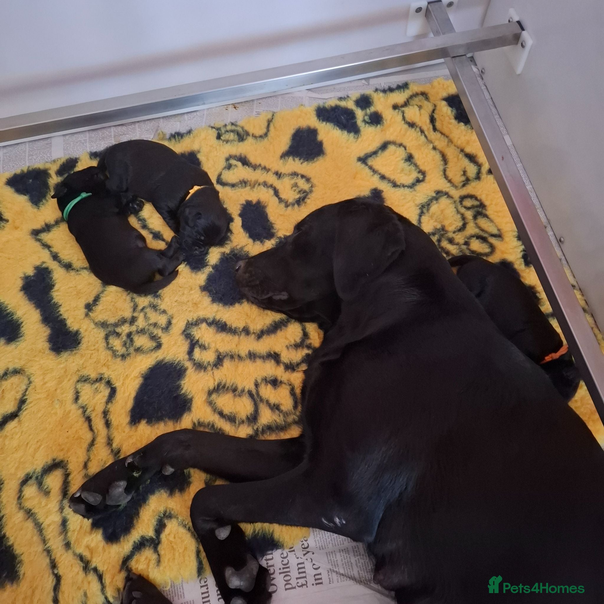 Labrador Retriever dogs KC REGISTERED WORKING LINE BLACK LABRADOR PUPPIES  - Advert 2