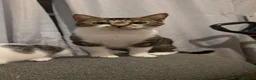 Mixed Breed cats for sale: 5 sweet babies ready for new homes.  - Advert 2