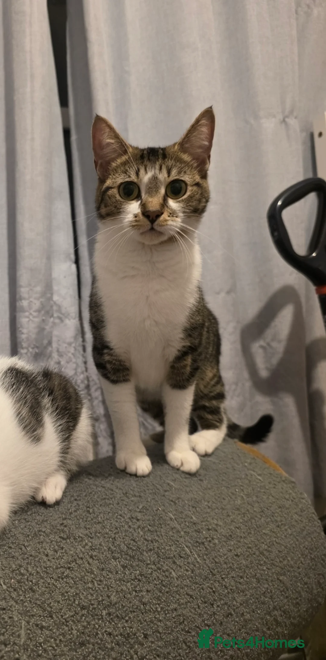 Mixed Breed cats for sale: 5 sweet babies ready for new homes.  - Advert 2