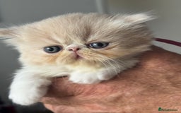 Exotic cats for sale: Superb GCCF Exotic kittens Health Tested parents - Image 13