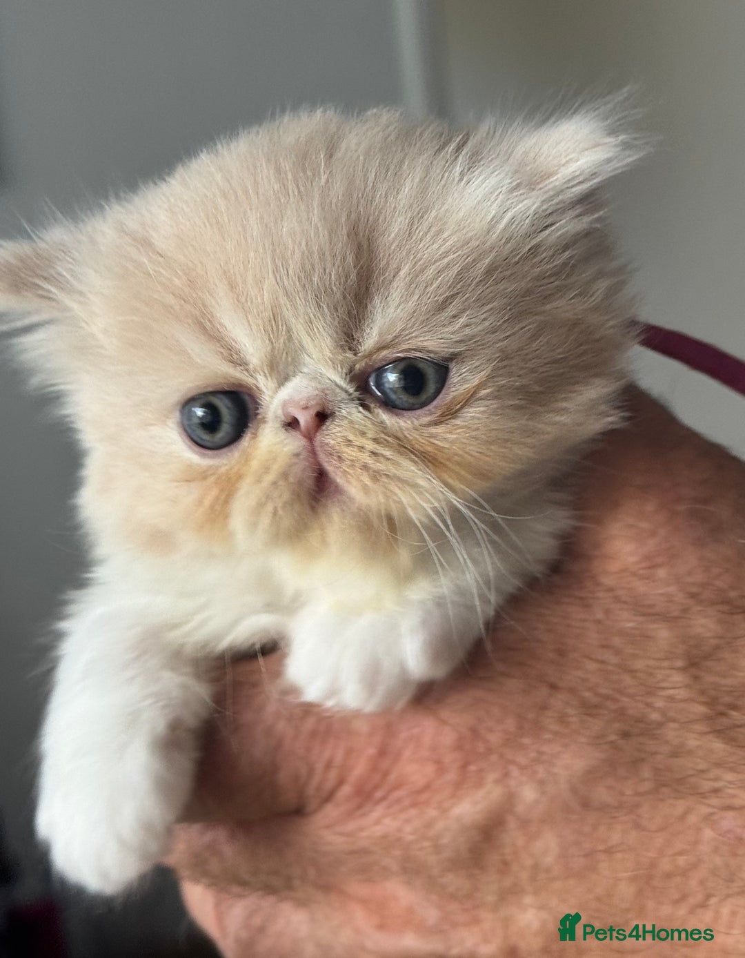 Exotic cats for sale: Superb GCCF Exotic kittens Health Tested parents - Image 13