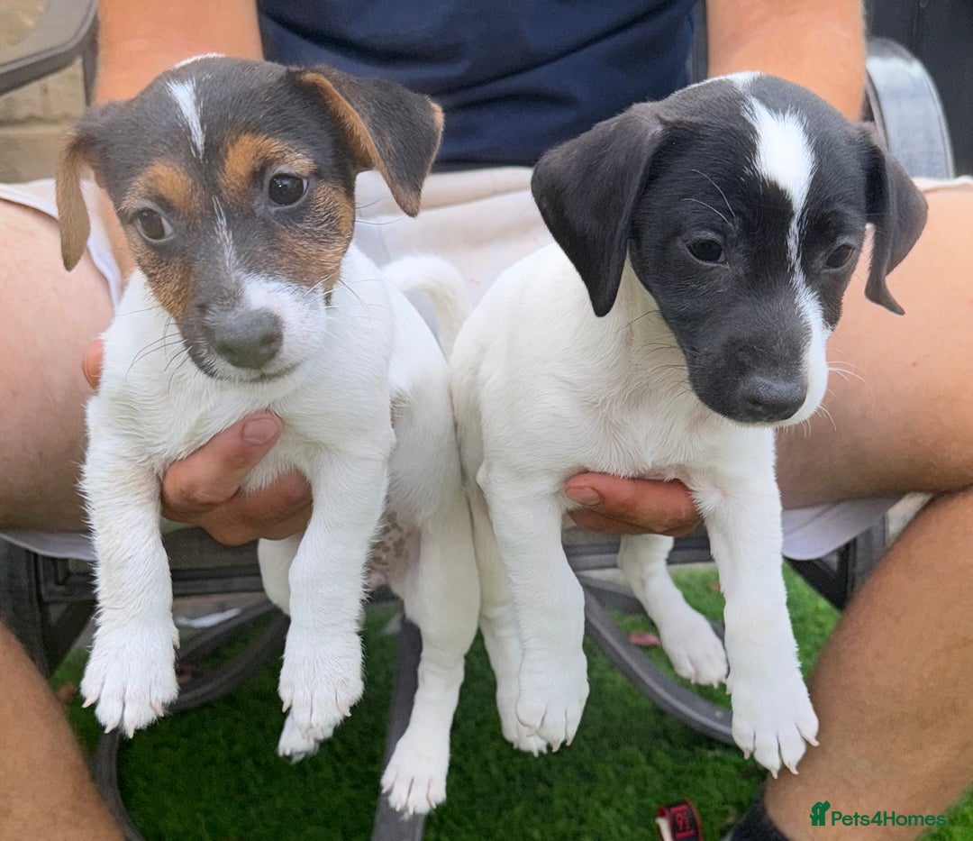 Jack Russell dogs for sale: 2 Jack Russell Girls Left  - Image 2