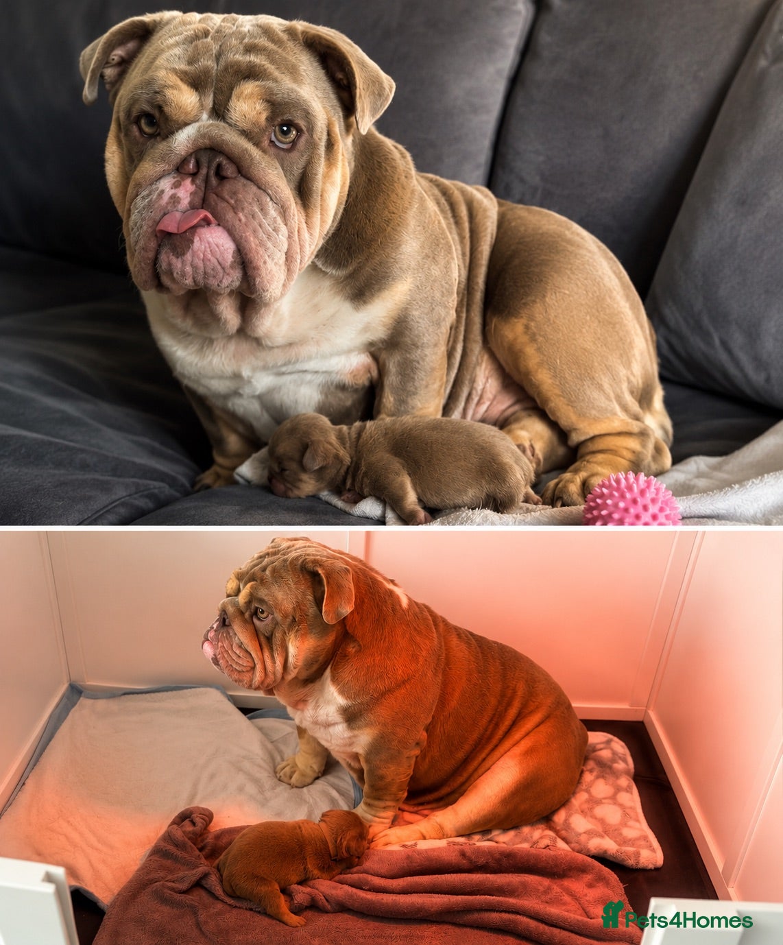 English Bulldog dogs Pedigree English bulldog puppies  - Advert 1