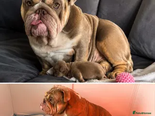 English Bulldog dogs Pedigree English bulldog puppies ready now ! - Advert 11
