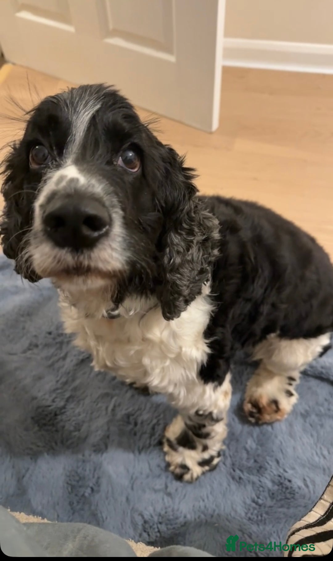 Cocker Spaniel dogs for sale: cocker spaniel girl - Image 4