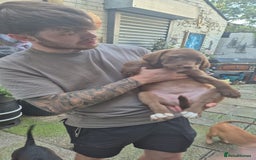 Mixed Breed dogs for sale: Dogue de Bordeaux x borador - Image 1