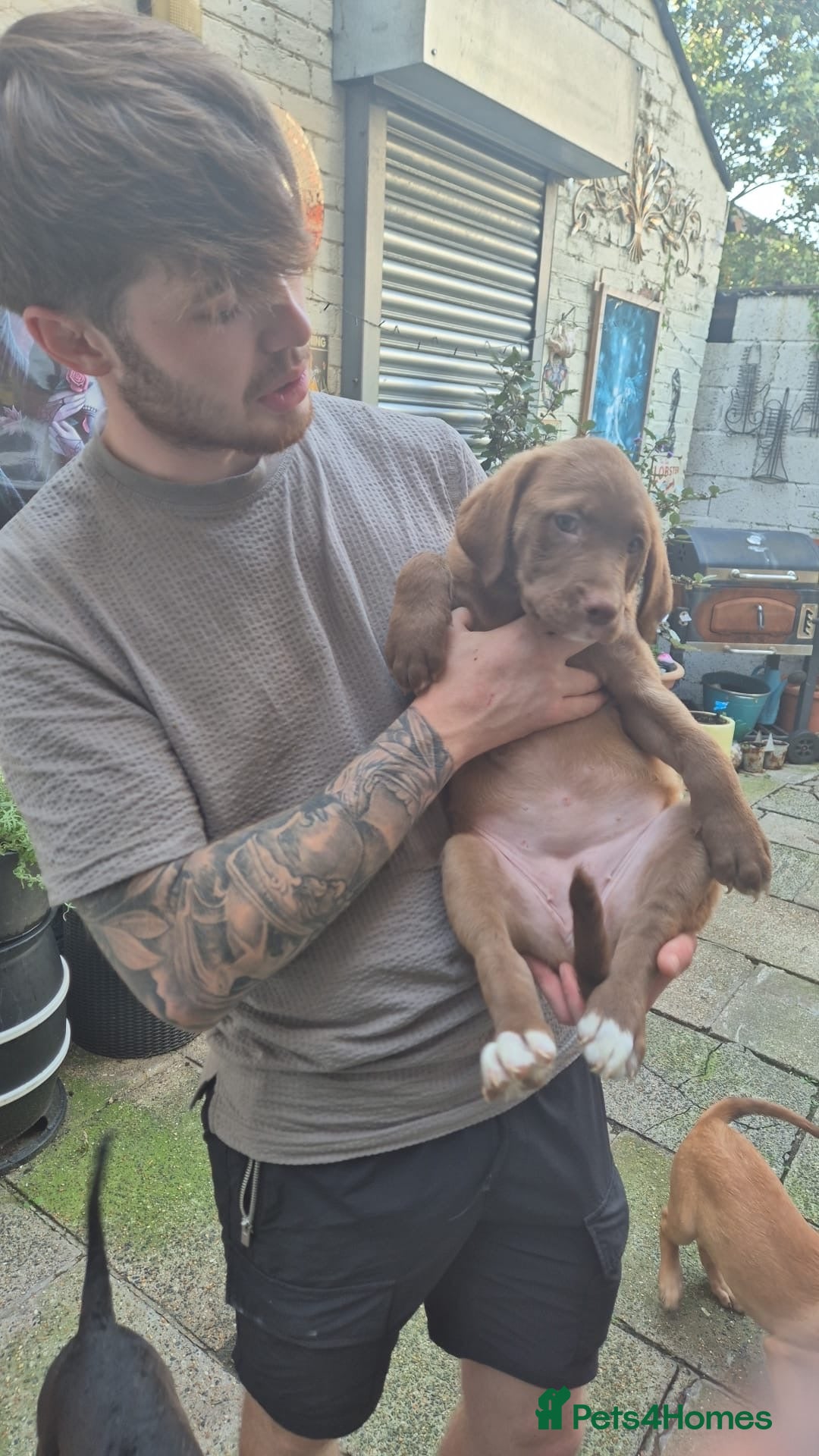 Mixed Breed dogs for sale: Dogue de Bordeaux x borador - Image 1