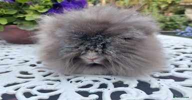Angora rabbits - Advert 6