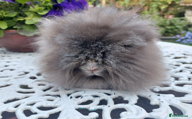 Angora rabbits - Advert 1