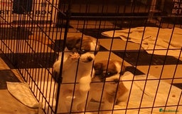 Mixed Breed dogs for sale: Last male pup left. Ready now - Image 7
