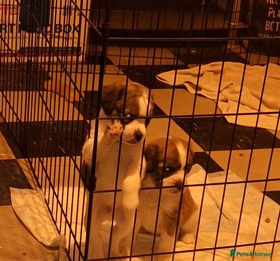 Mixed Breed dogs for sale: Last male pup left. Ready now - Image 7