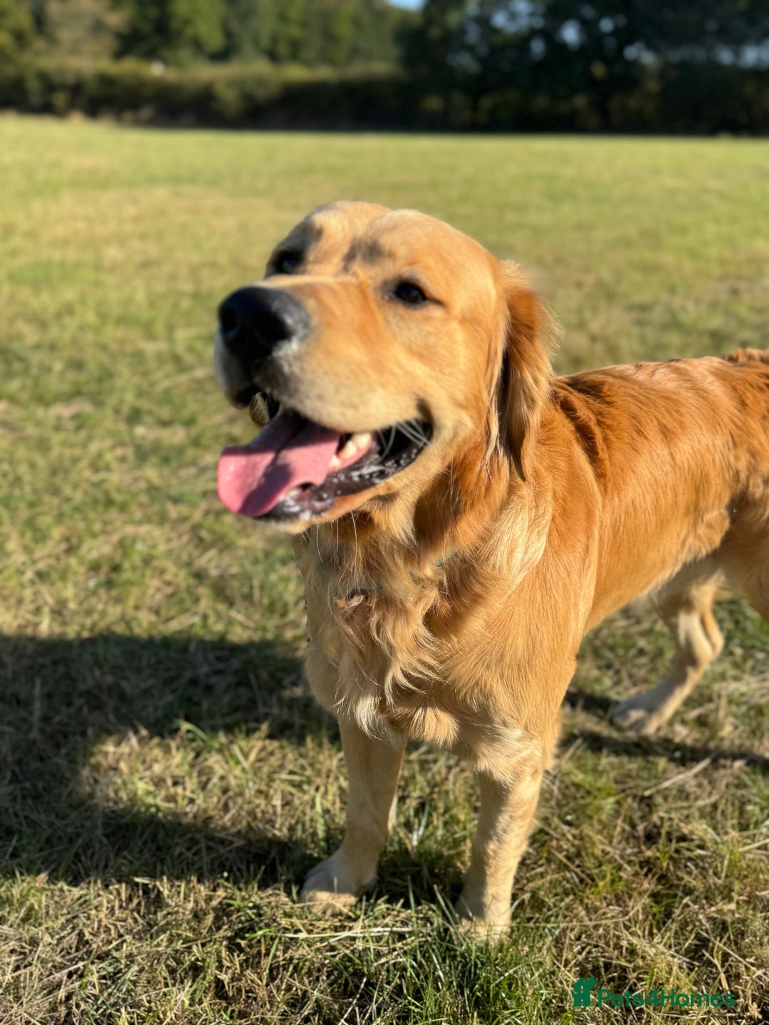Golden Retriever dogs for stud: Golden retriever - Image 1