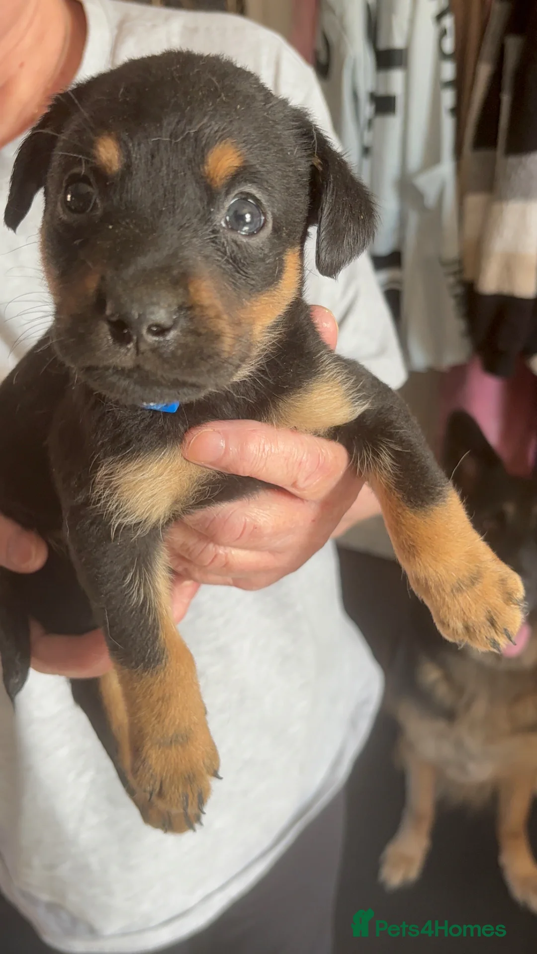 Labrador Retriever dogs for sale: Beautiful Labrador puppies  in Guisborough - Advert 2