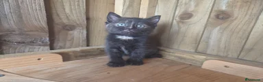 Little Tortie Poly