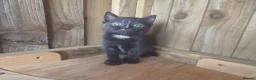 Mixed Breed cats for sale: 3 Tortie Kittens Polydactyl  - Advert 9