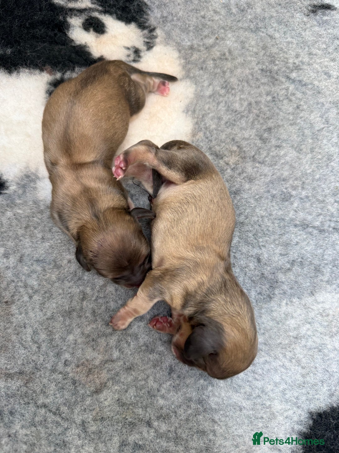 Miniature Dachshund dogs for sale: Stunning long haired miniature shaded creams - Advert 3