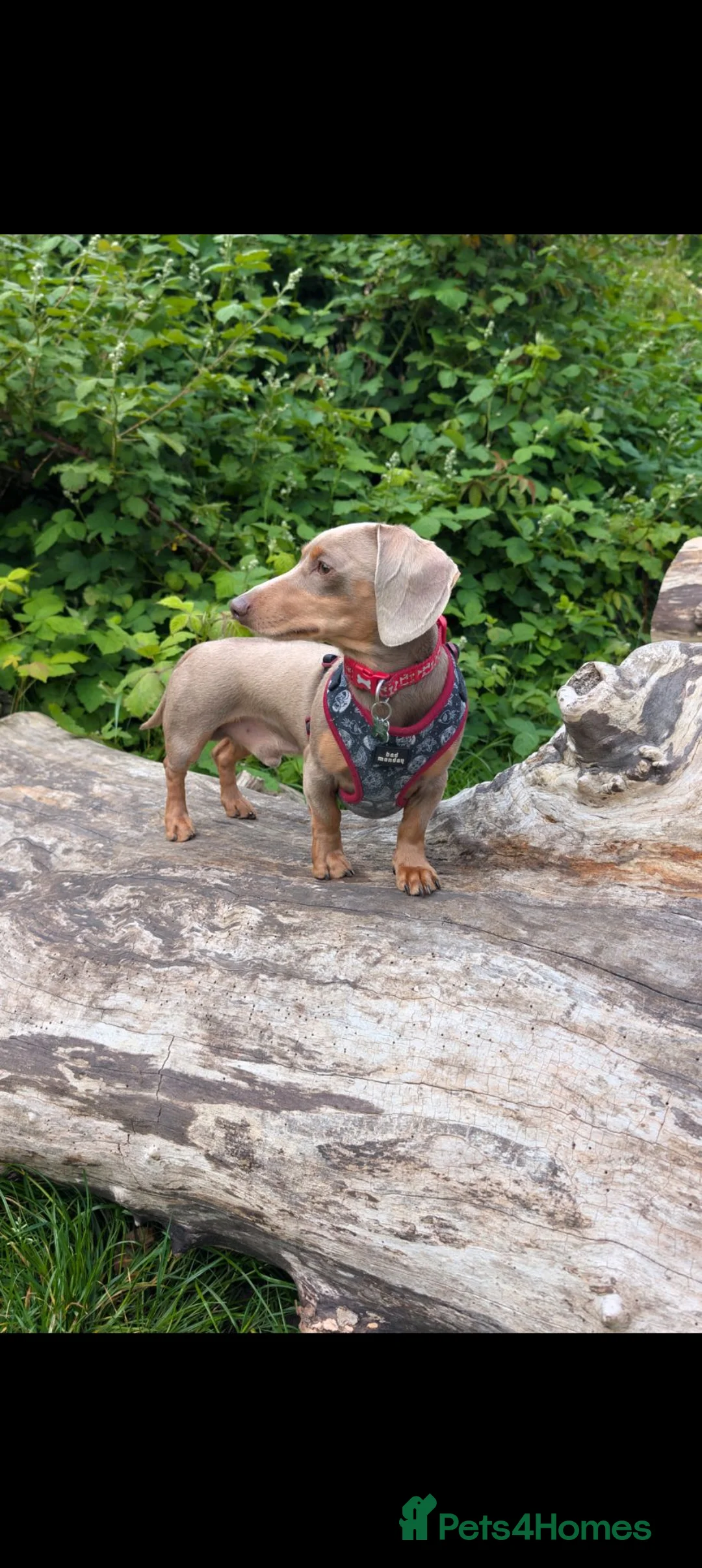 Miniature Dachshund dogs for stud: Tiny Isabella Tan KC Stud - Advert 4