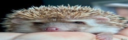 Pygmy Hedgehog rodents for sale: Ethically Bred African Pygmy Hedgehog 1 girl left  - Advert 1