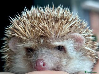 Pygmy Hedgehog rodents Ethically Bred African Pygmy Hedgehog 1 girl left - Advert 4