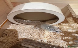 Hamster rodents for sale: 2 Boy Dwarf Hamsters  - Image 8