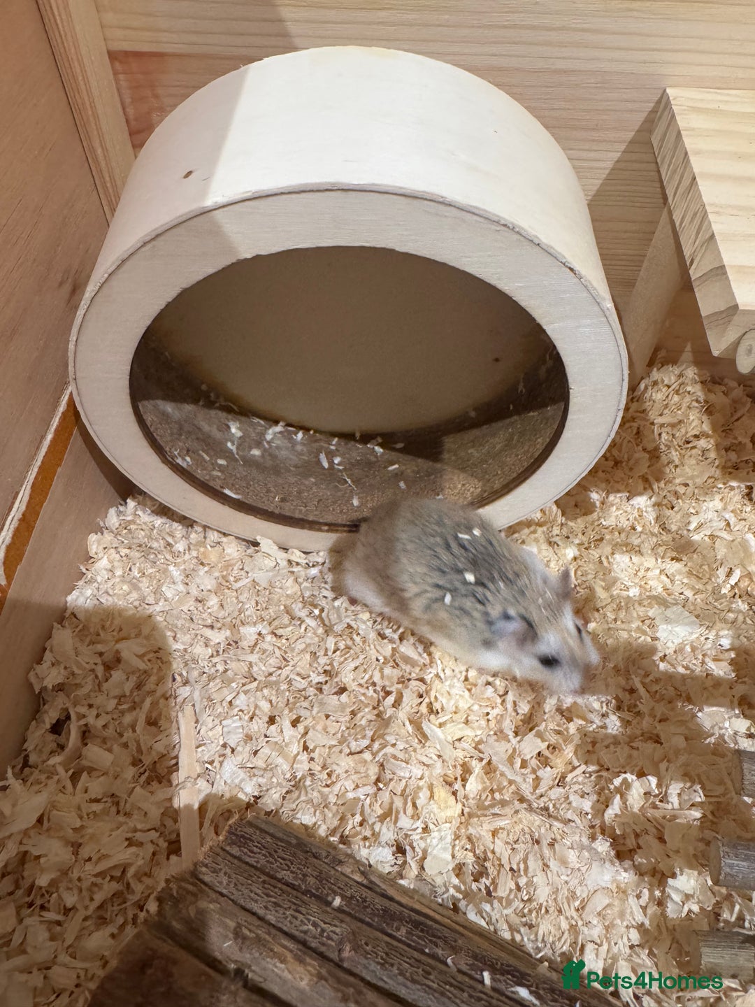 Hamster rodents for sale: 2 Boy Dwarf Hamsters  - Image 8