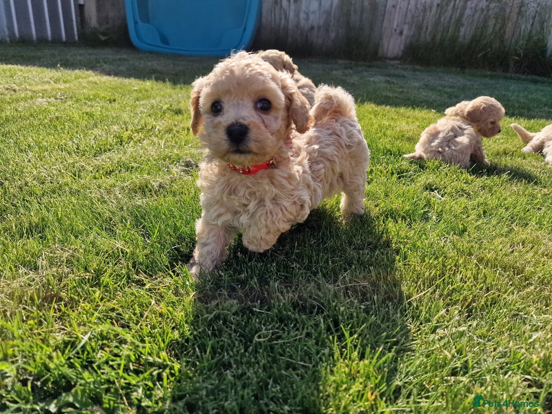 Poochon dogs for sale: Beautiful Poochon Puppies  in Carmarthen - Image 12
