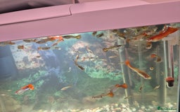 Other/Mixed Breed fish for sale: Guppies  - Image 2
