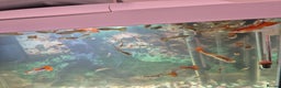 Other/Mixed Breed fish for sale: Guppies  - Advert 2