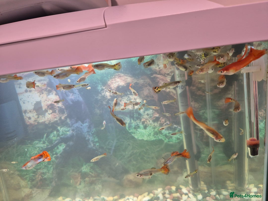Other/Mixed Breed fish for sale: Guppies  - Image 2