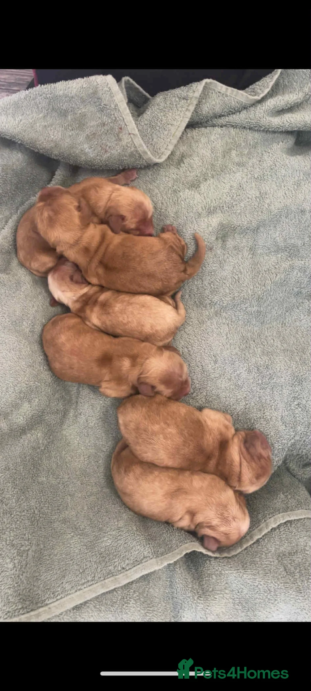 Cocker Spaniel dogs for sale: Pure golden show cockers spaniels Villaspaniol - Advert 3