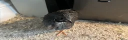 Quail poultry for sale: 4 adult male chinese painted quail in Reading - Advert 5