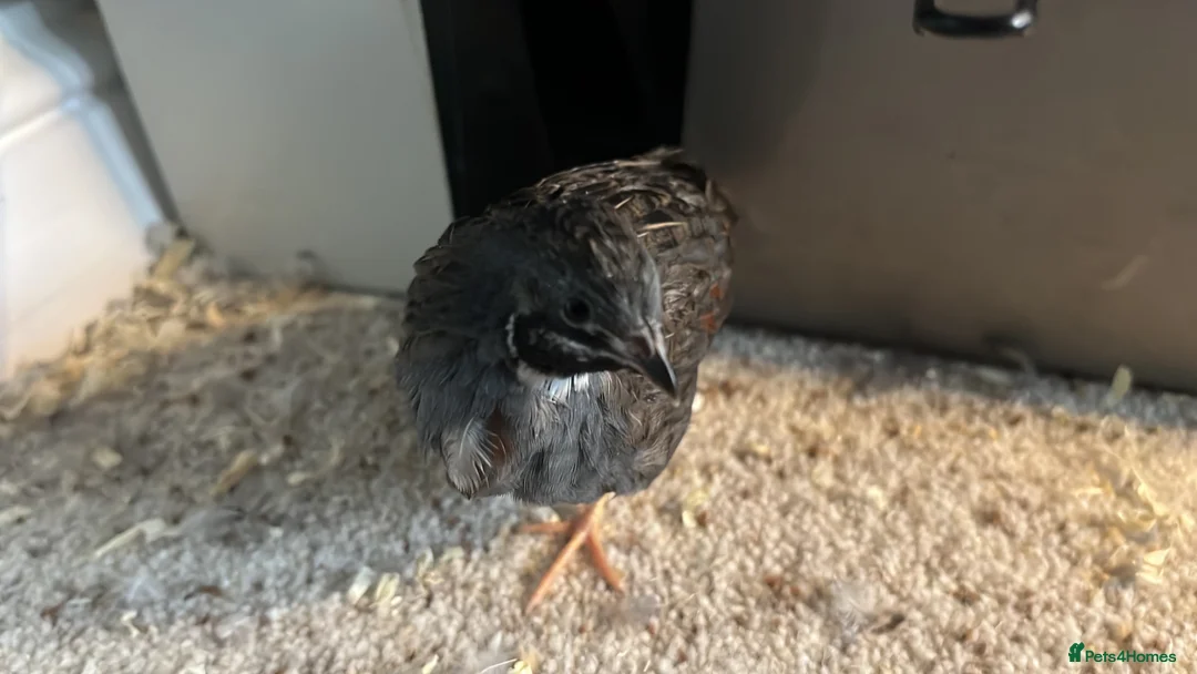Quail poultry for sale: 4 adult male chinese painted quail in Reading - Advert 5