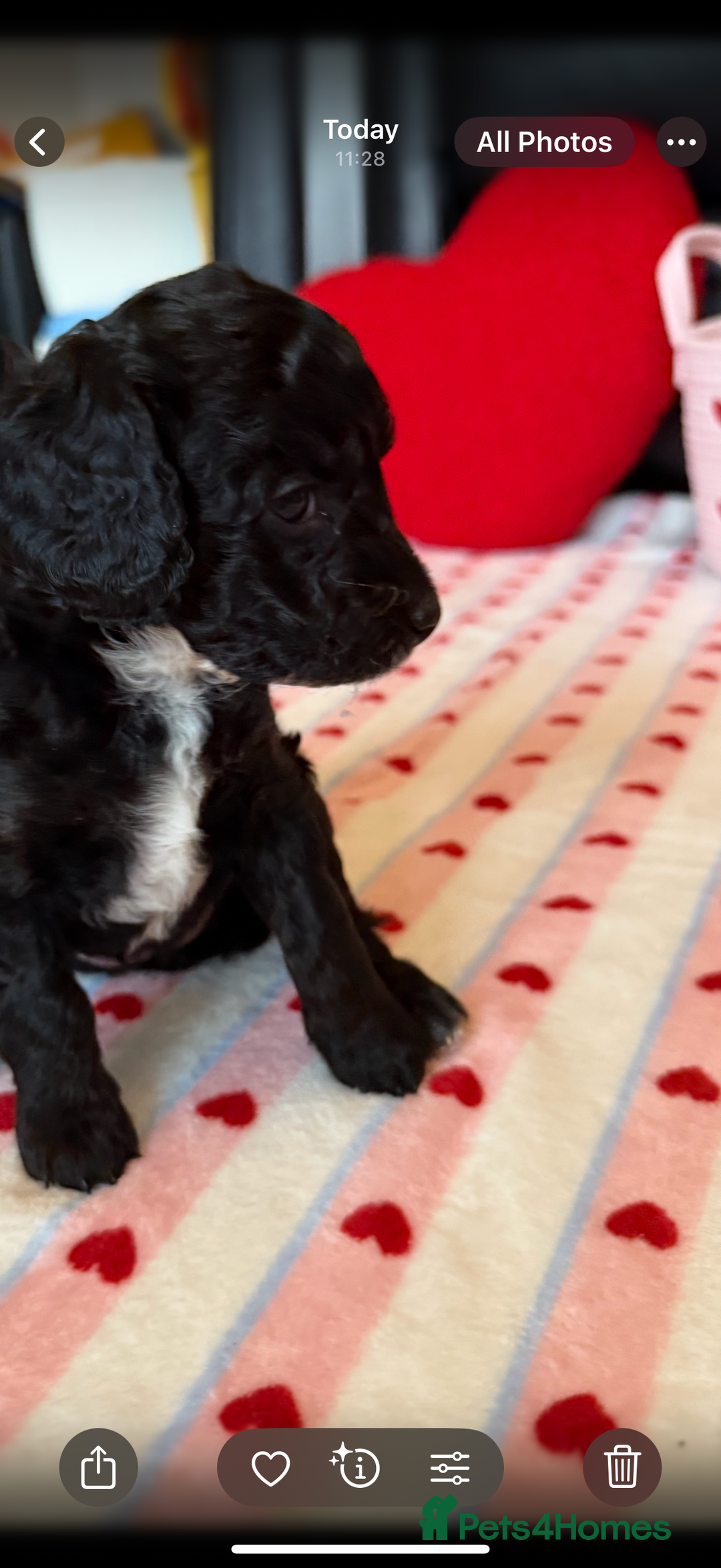 Cockapoo dogs for sale: Beautiful Cockapoo Puppies  - Advert 12