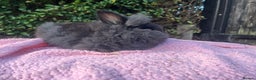 Mini Lop rabbits for sale: Mini Lops and mini double manned lionhead  - Advert 3