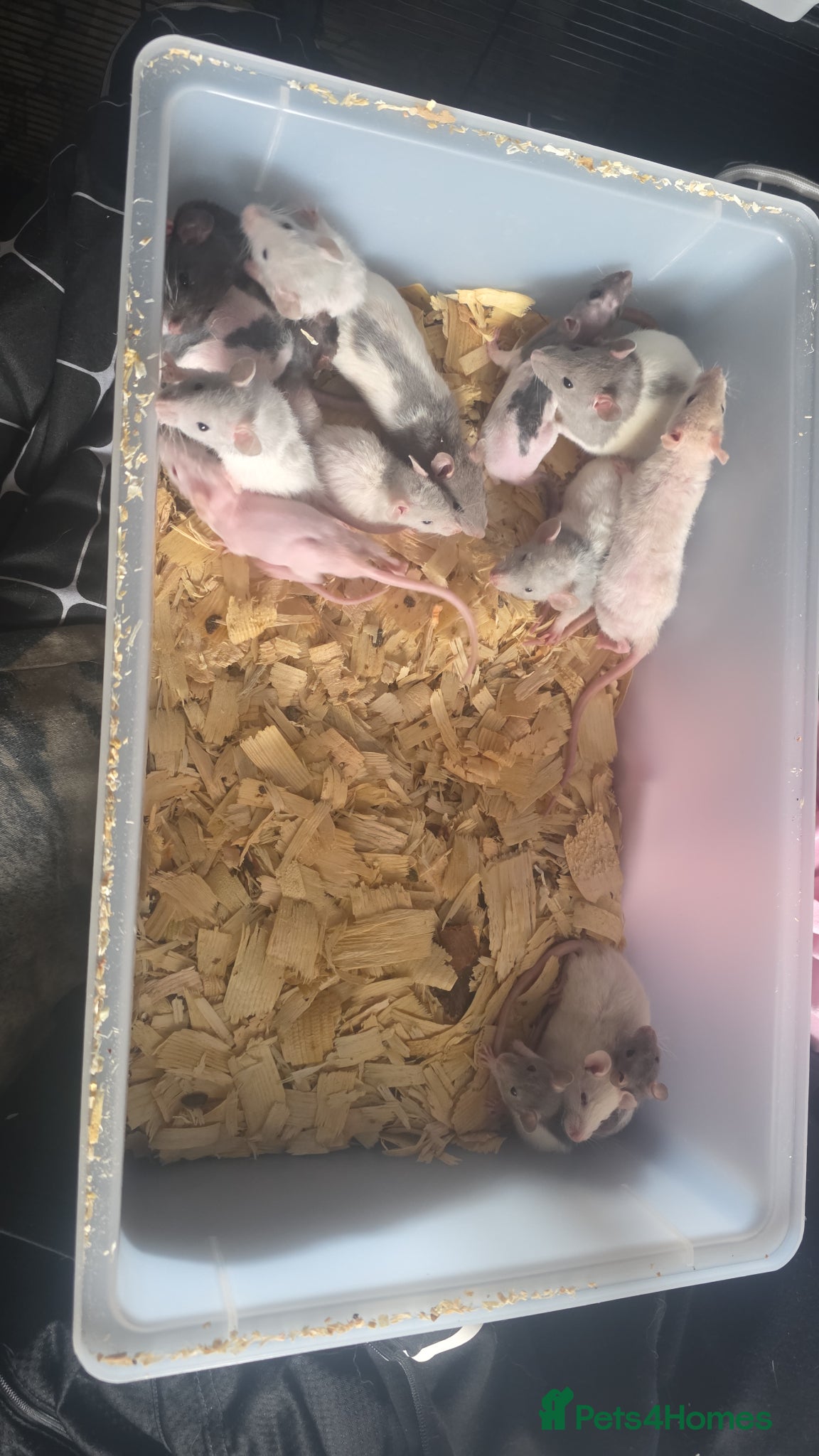 Rat rodents Mixed Rats - Advert 1