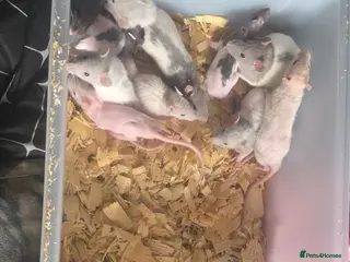 Rat rodents Mixed Rats - Advert 1