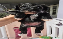 Schnoodle dogs for sale: 2 beautiful schnoodles  - Image 14