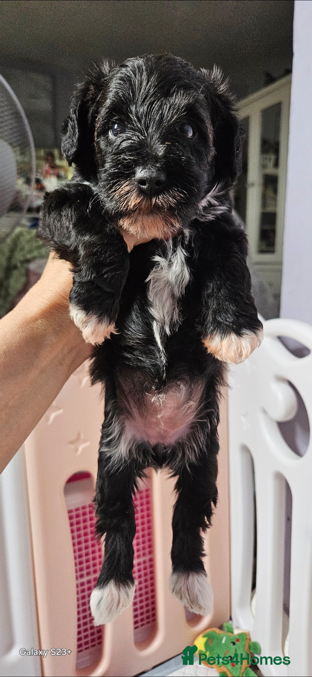 Schnoodle dogs for sale: 2 beautiful schnoodles  - Image 14