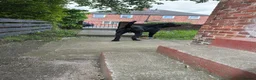 Cane Corso dogs for sale: Vinnie  in Hebburn - Advert 3