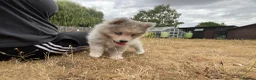 Pomsky dogs for sale: Pomsky Puppy (pending) - Advert 16