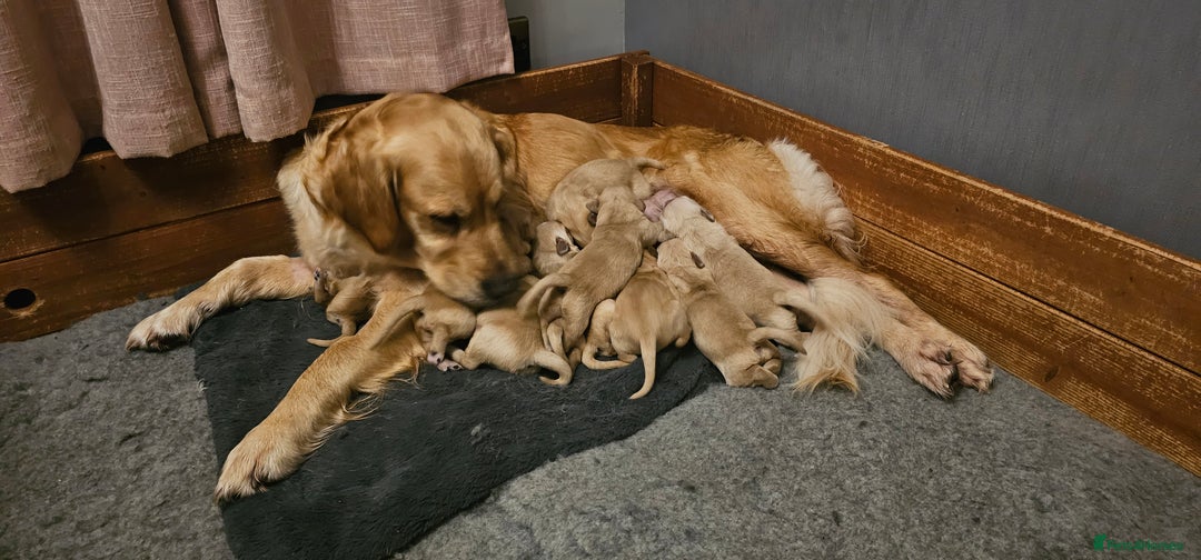 Golden Retriever dogs for sale:  golden retriever pups - Advert 4
