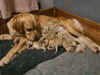 Golden Retriever dogs - Advert 25